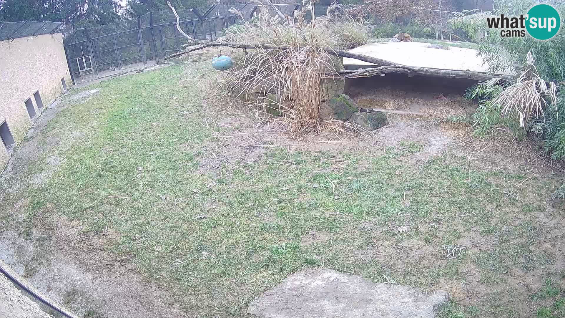 LEVI spletna kamera v živalskem vrtu Ljubljana Zoo