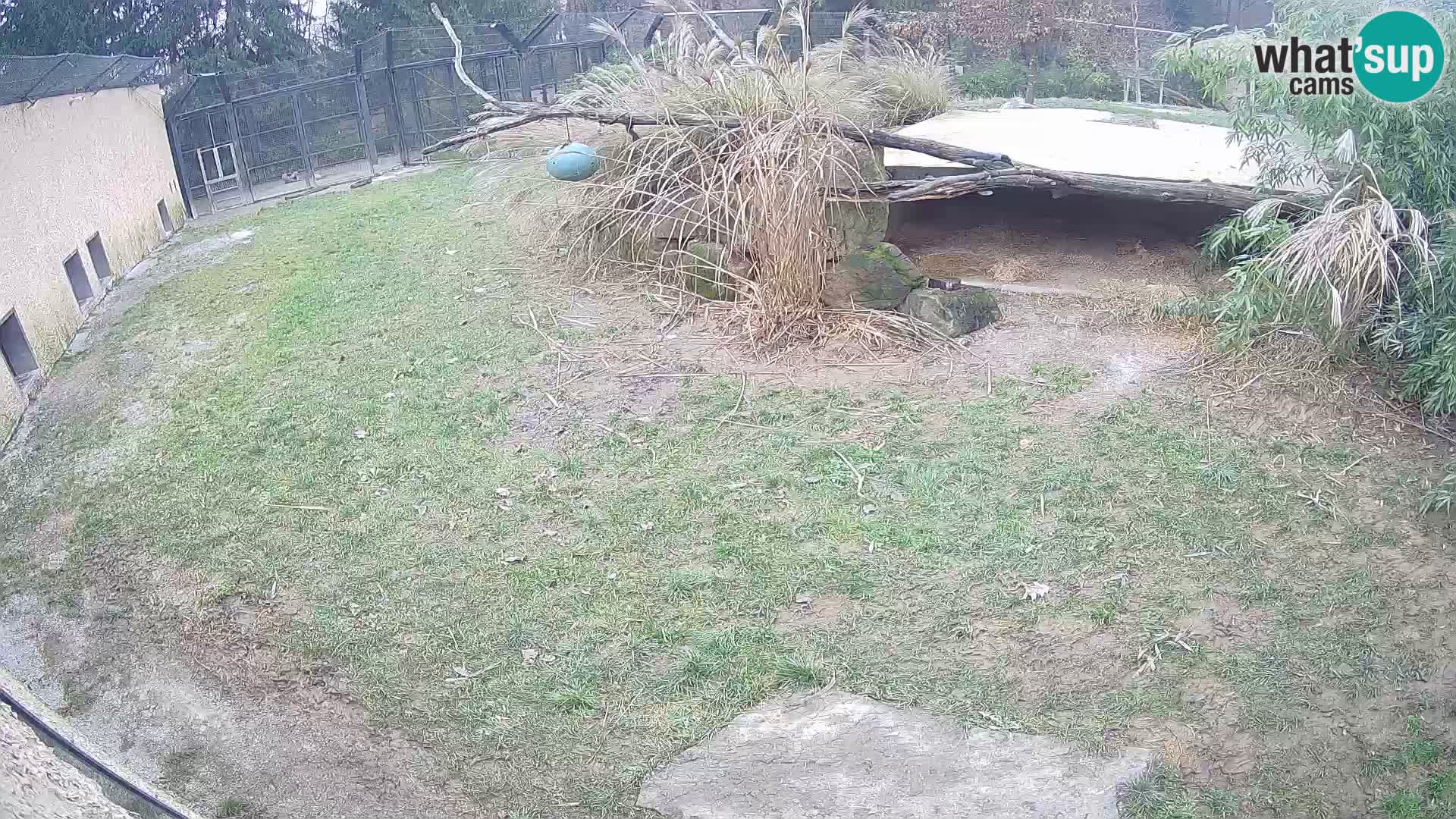 LION webcam en direct du zoo de Ljubljana – Slovénie