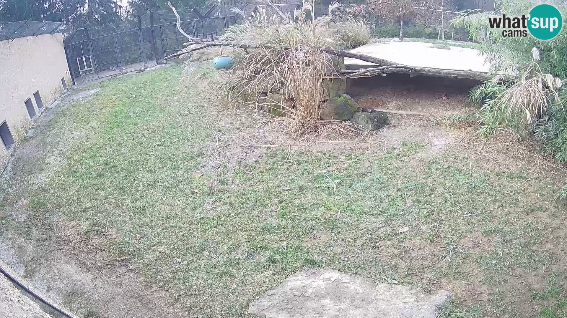 LION live Webcam in Ljubljana Zoo – Slovenia