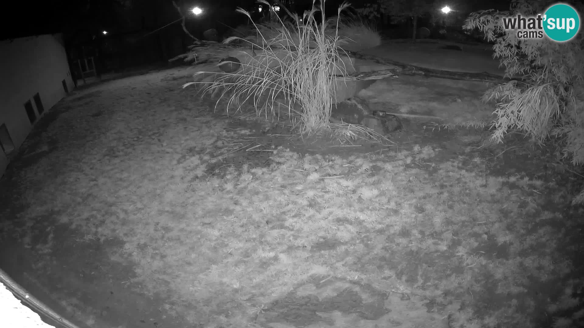 LION webcam en direct du zoo de Ljubljana – Slovénie