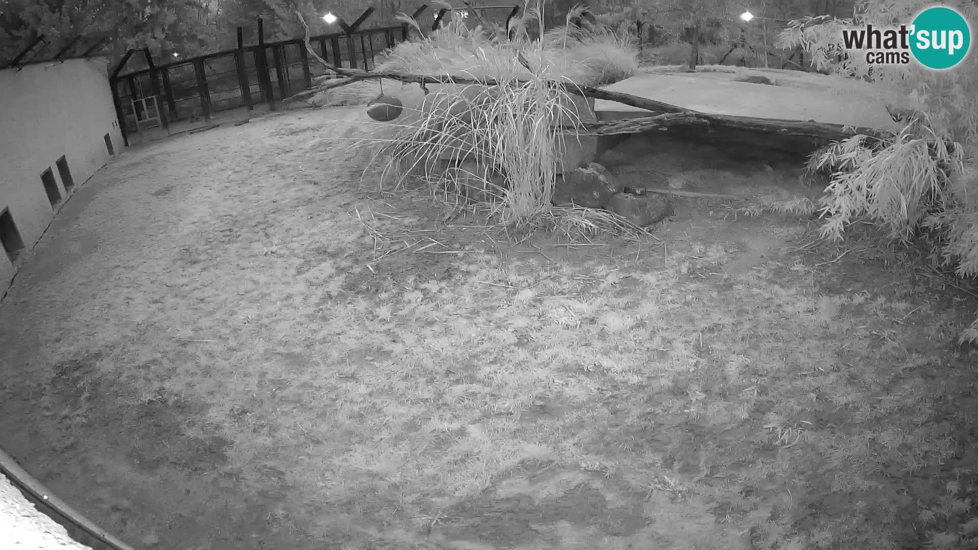 LION live Webcam in Ljubljana Zoo – Slovenia