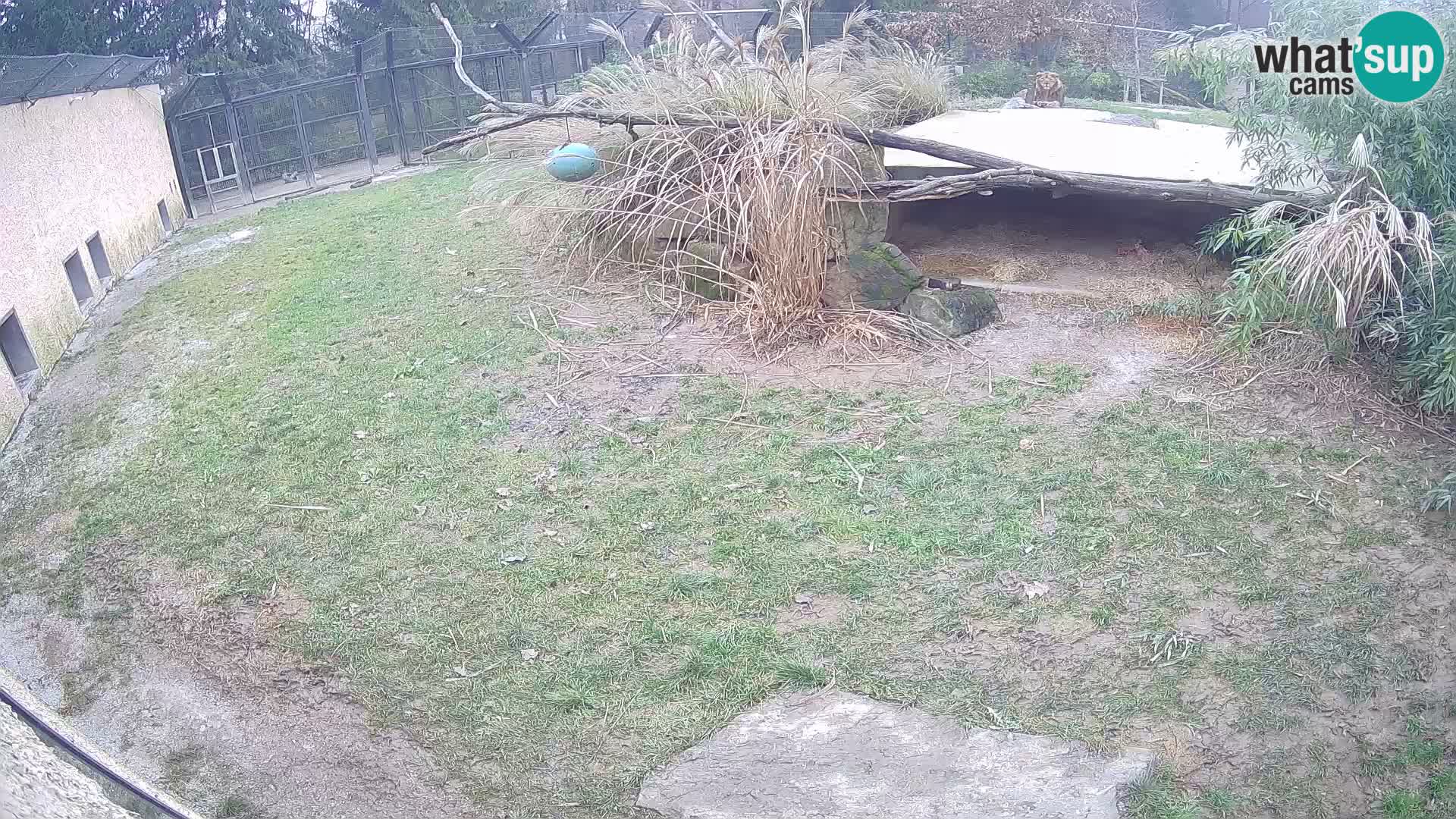 LION live Webcam in Ljubljana Zoo – Slovenia