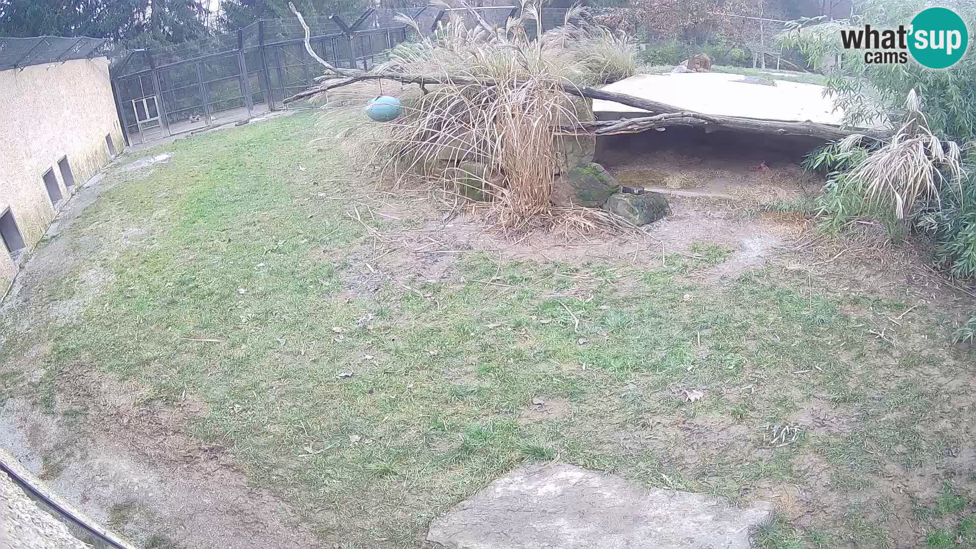 LEON Webcam en vivo en Ljubljana Zoo – Eslovenia