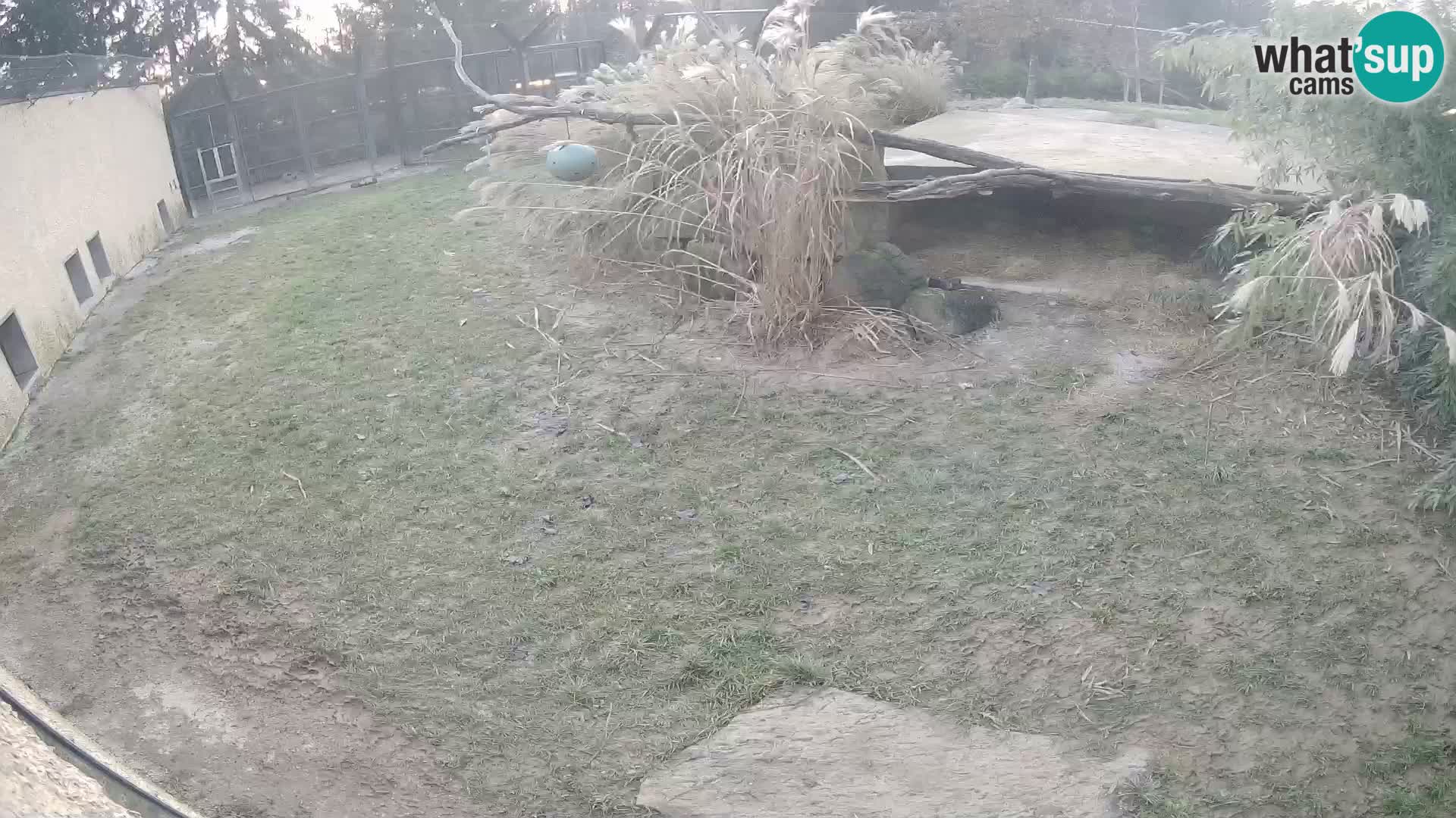 LION webcam en direct du zoo de Ljubljana – Slovénie