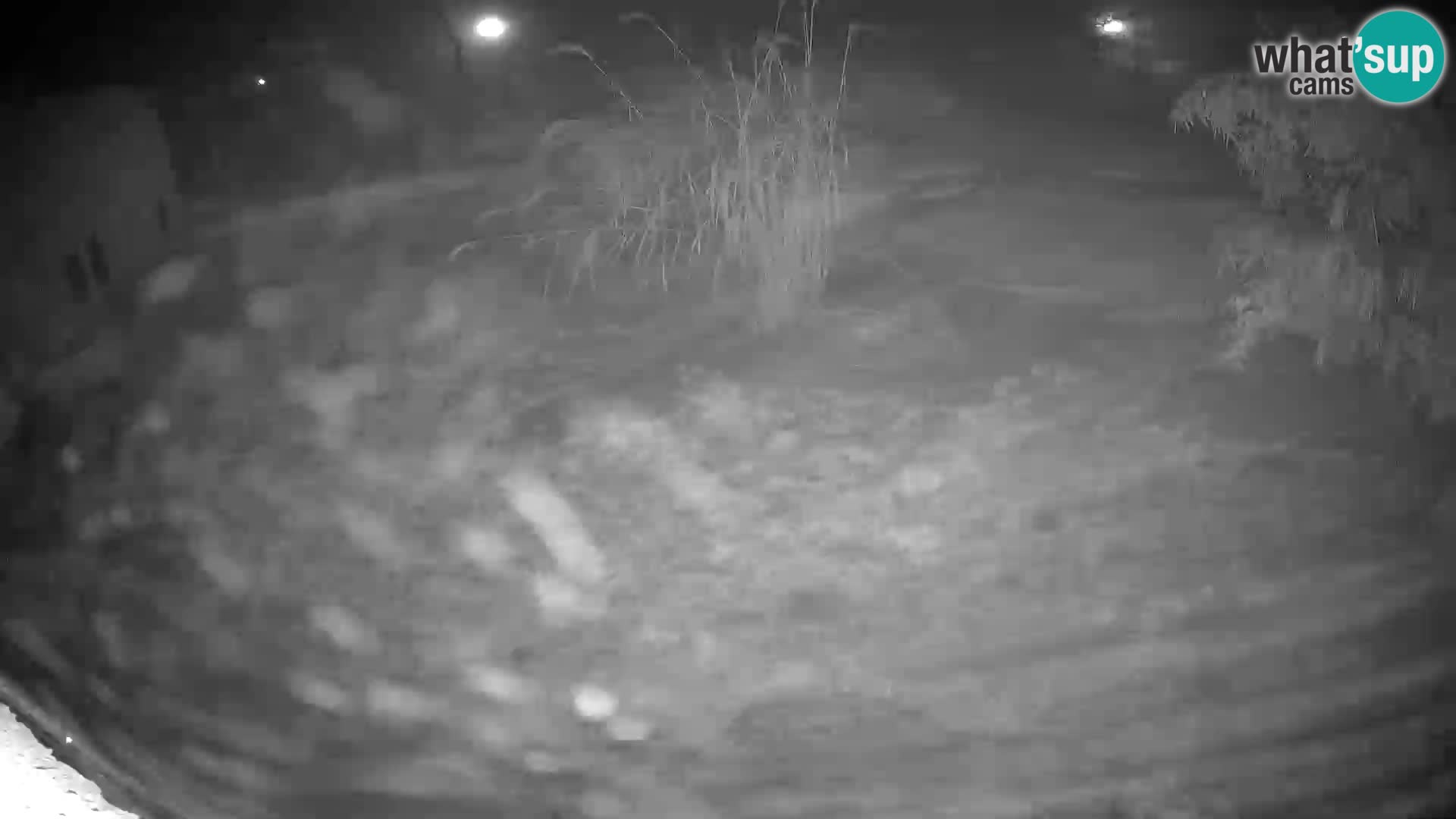 LION live Webcam in Ljubljana Zoo – Slovenia