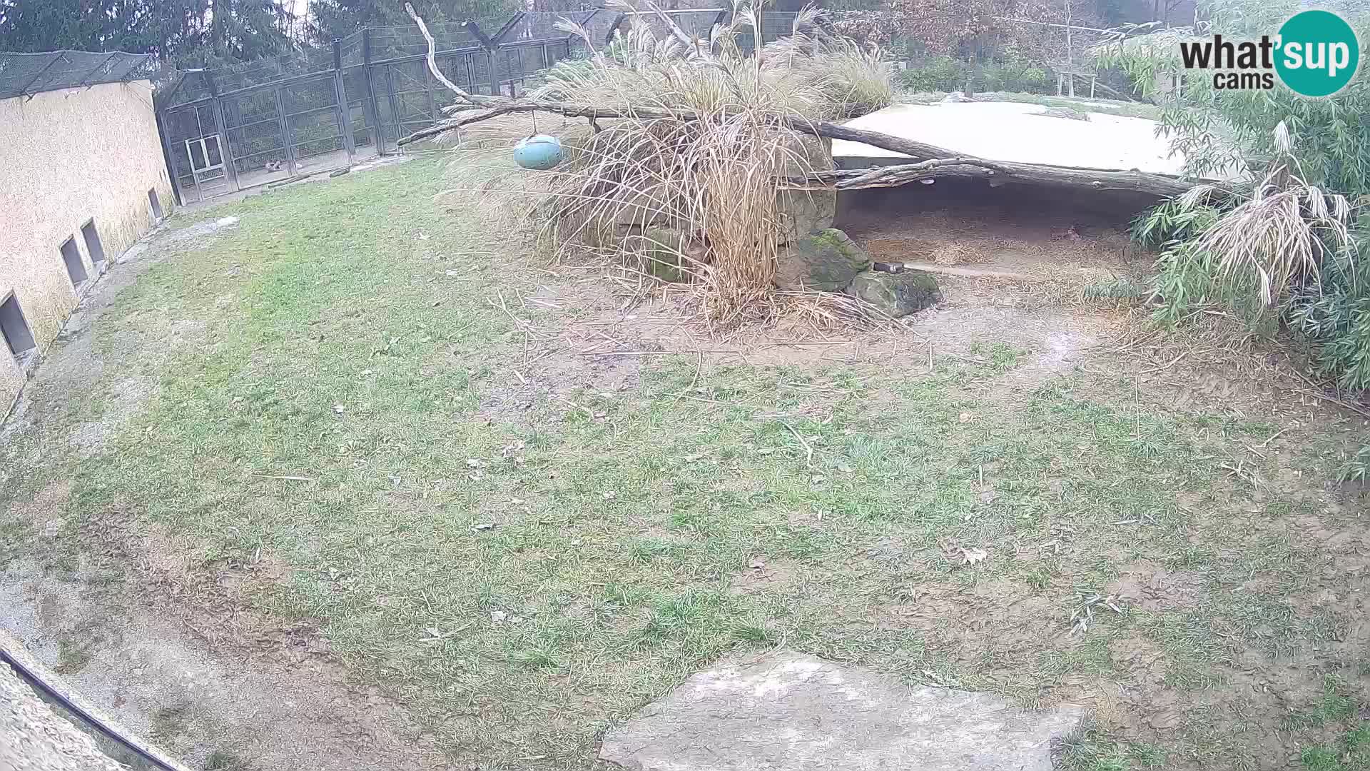 LEON Webcam en vivo en Ljubljana Zoo – Eslovenia