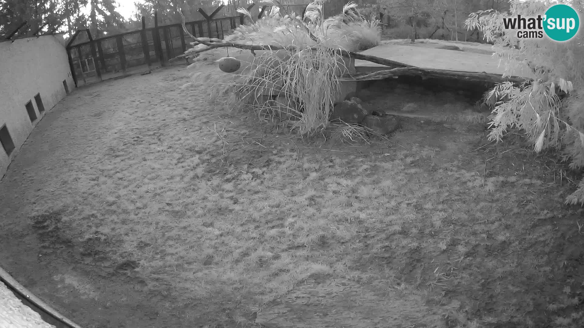 Lavovi web kamera uživo u ljubljanskom zoološkom vrtu – Slovenija