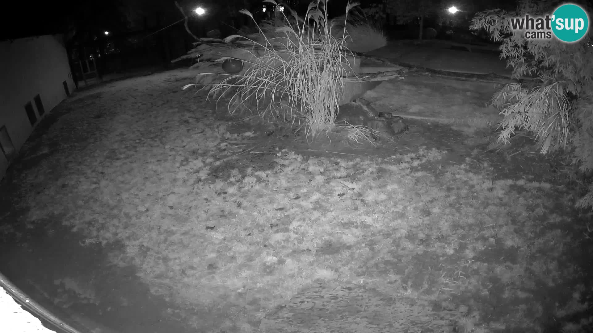 Löwe live Webcam im Zoo von Ljubljana – Slowenien