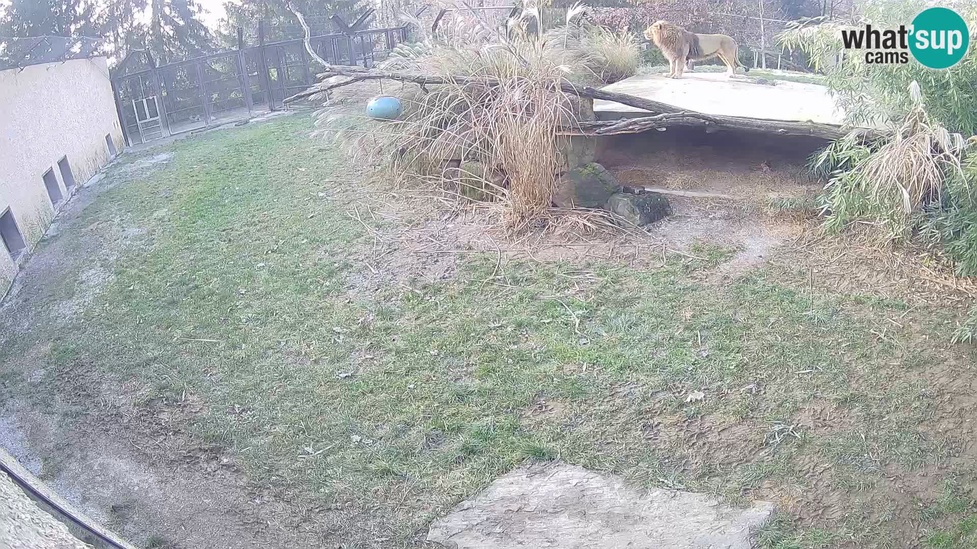 LEONE live Webcam nello zoo di Lubiana – Slovenia