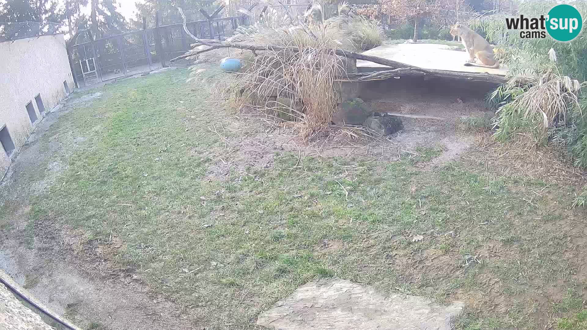 LION webcam en direct du zoo de Ljubljana – Slovénie