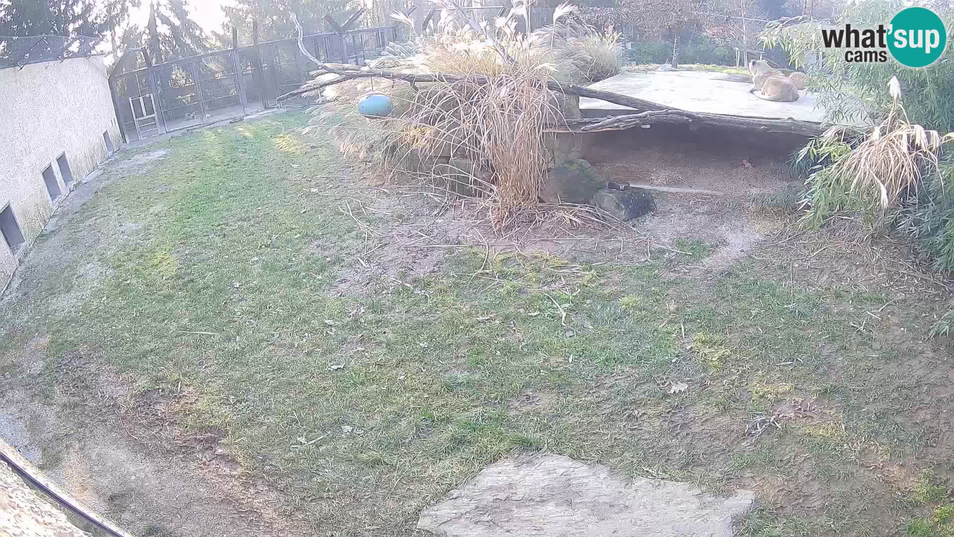 Lavovi web kamera uživo u ljubljanskom zoološkom vrtu – Slovenija