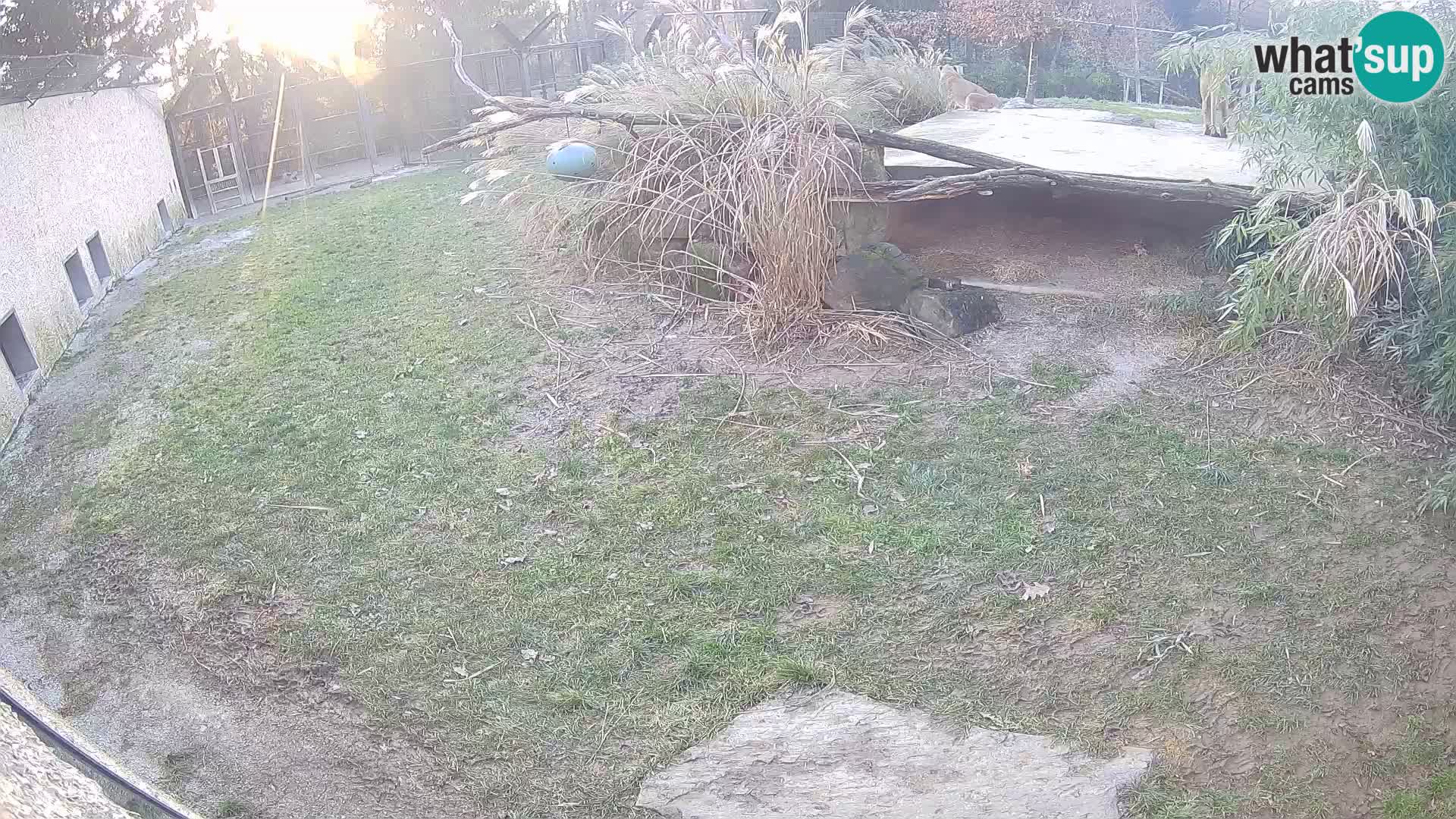 LEVI spletna kamera v živalskem vrtu Ljubljana Zoo