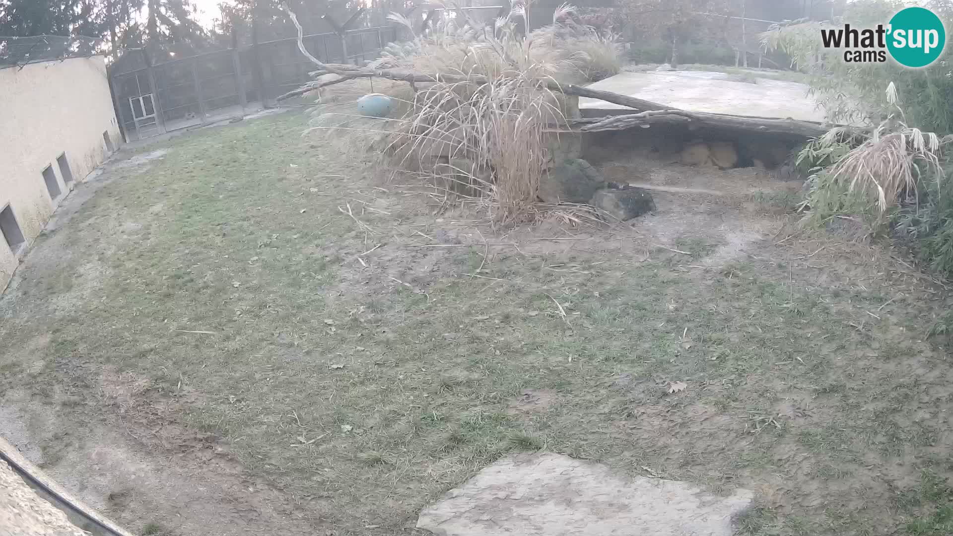 LION live Webcam in Ljubljana Zoo – Slovenia