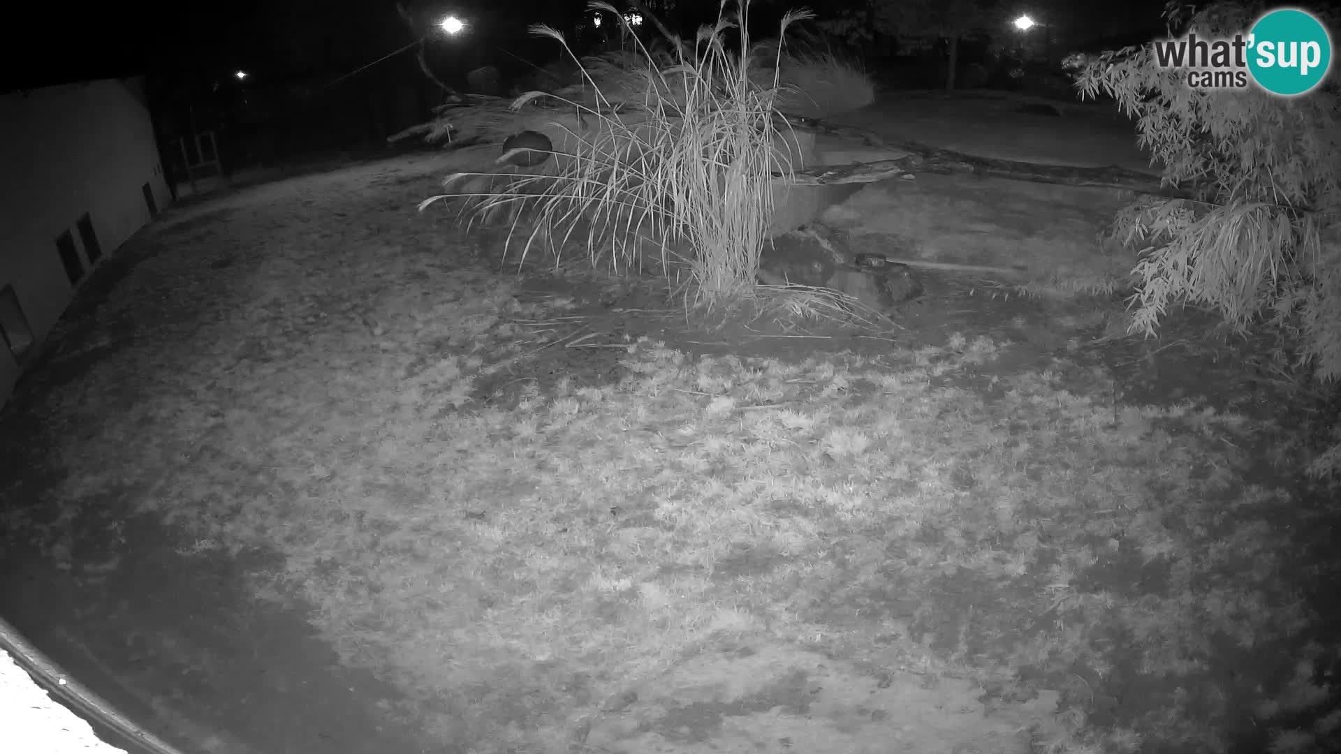 LION live Webcam in Ljubljana Zoo – Slovenia