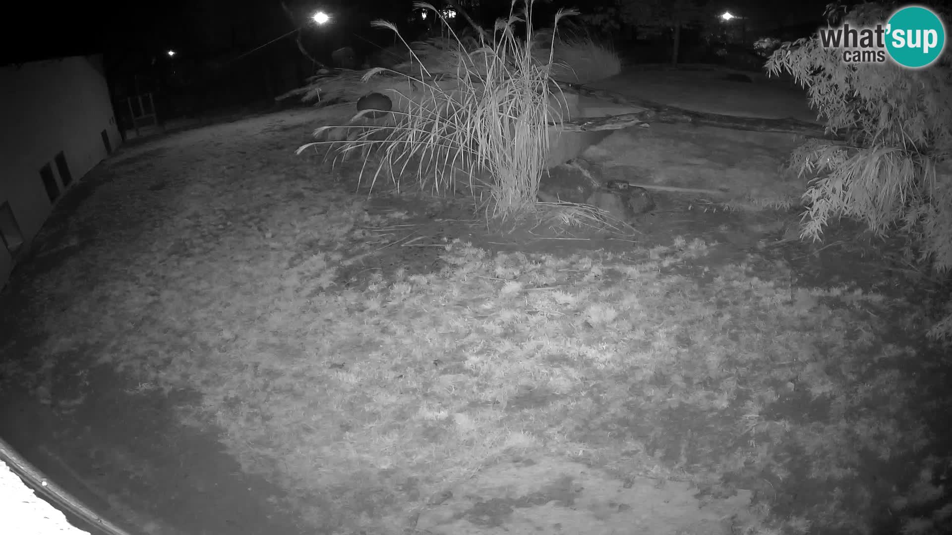 LION live Webcam in Ljubljana Zoo – Slovenia