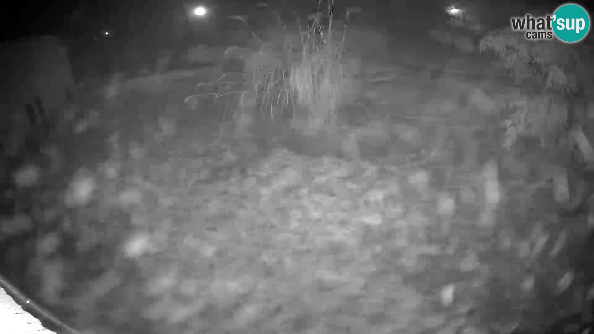 LEVI spletna kamera v živalskem vrtu Ljubljana Zoo