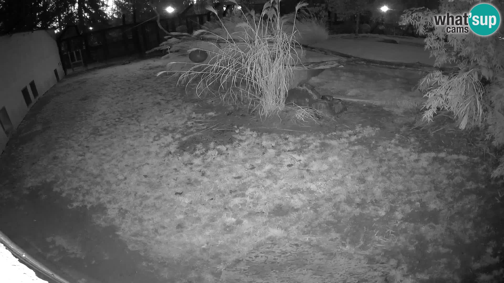 Löwe live Webcam im Zoo von Ljubljana – Slowenien