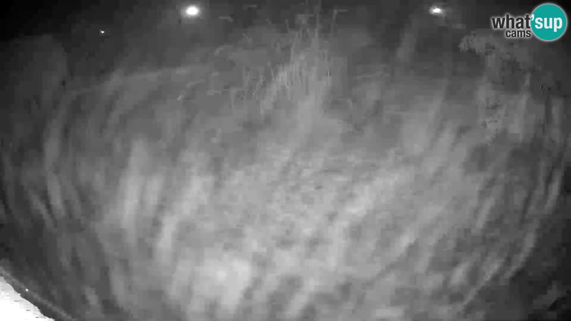 LION live Webcam in Ljubljana Zoo – Slovenia