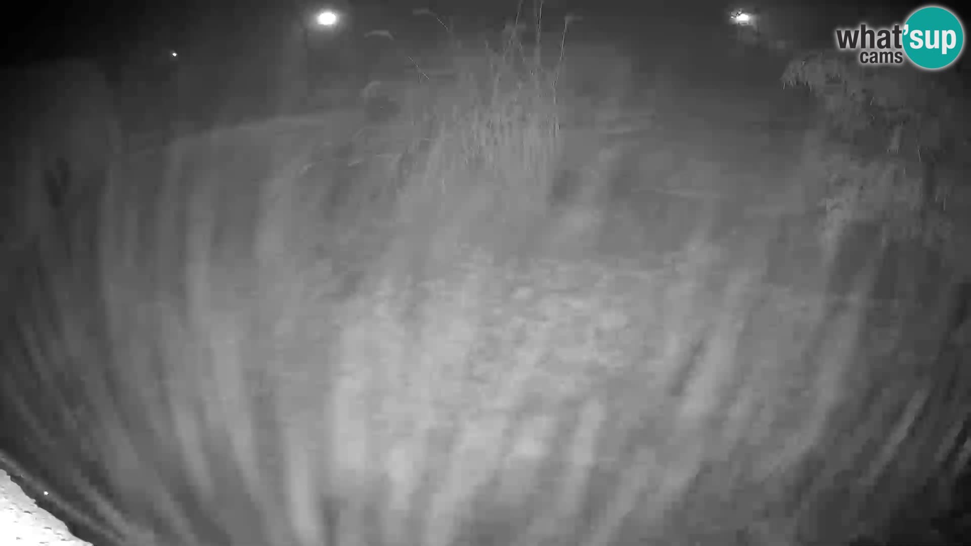 LEONE live Webcam nello zoo di Lubiana – Slovenia