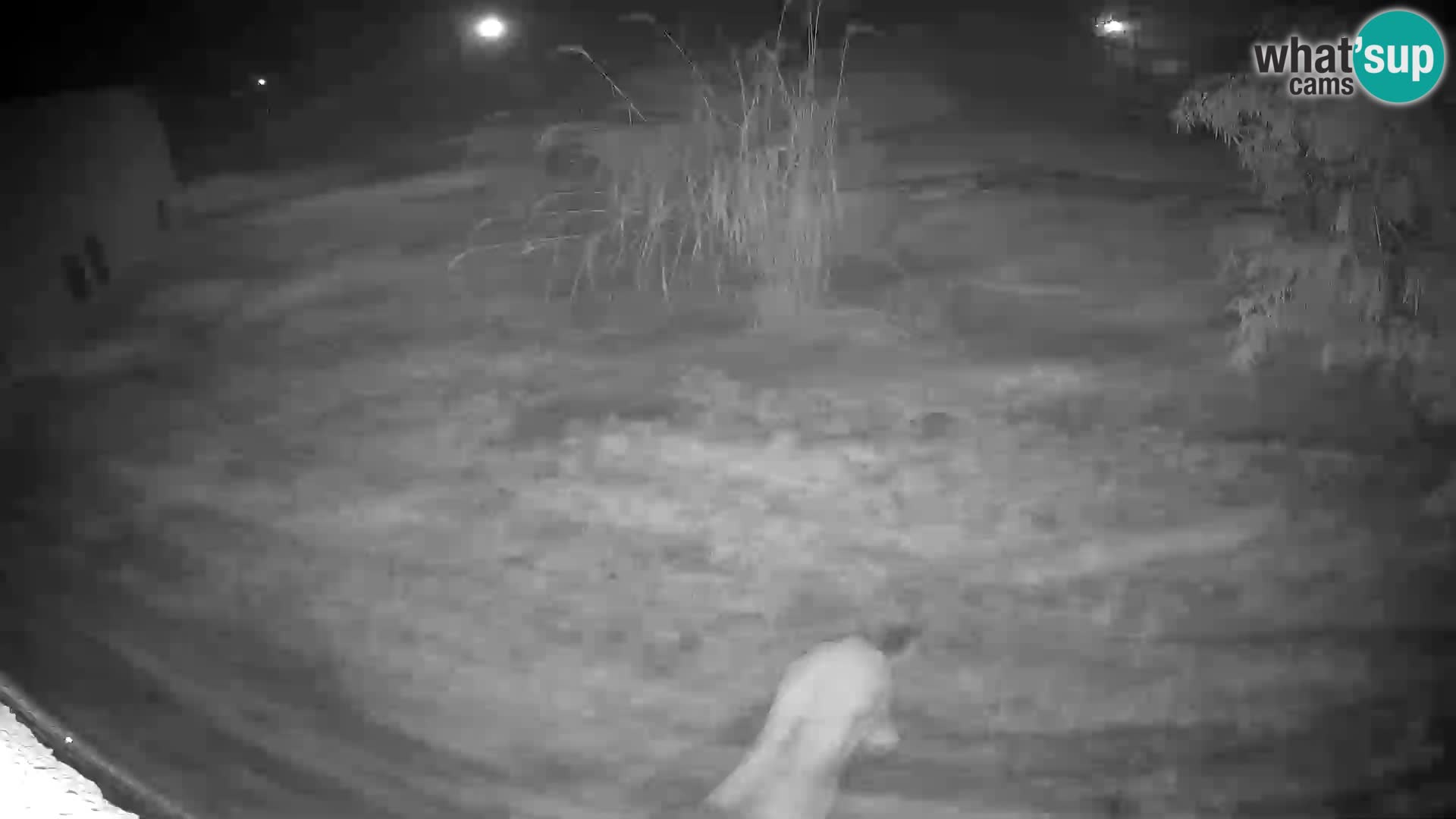 LION webcam en direct du zoo de Ljubljana – Slovénie