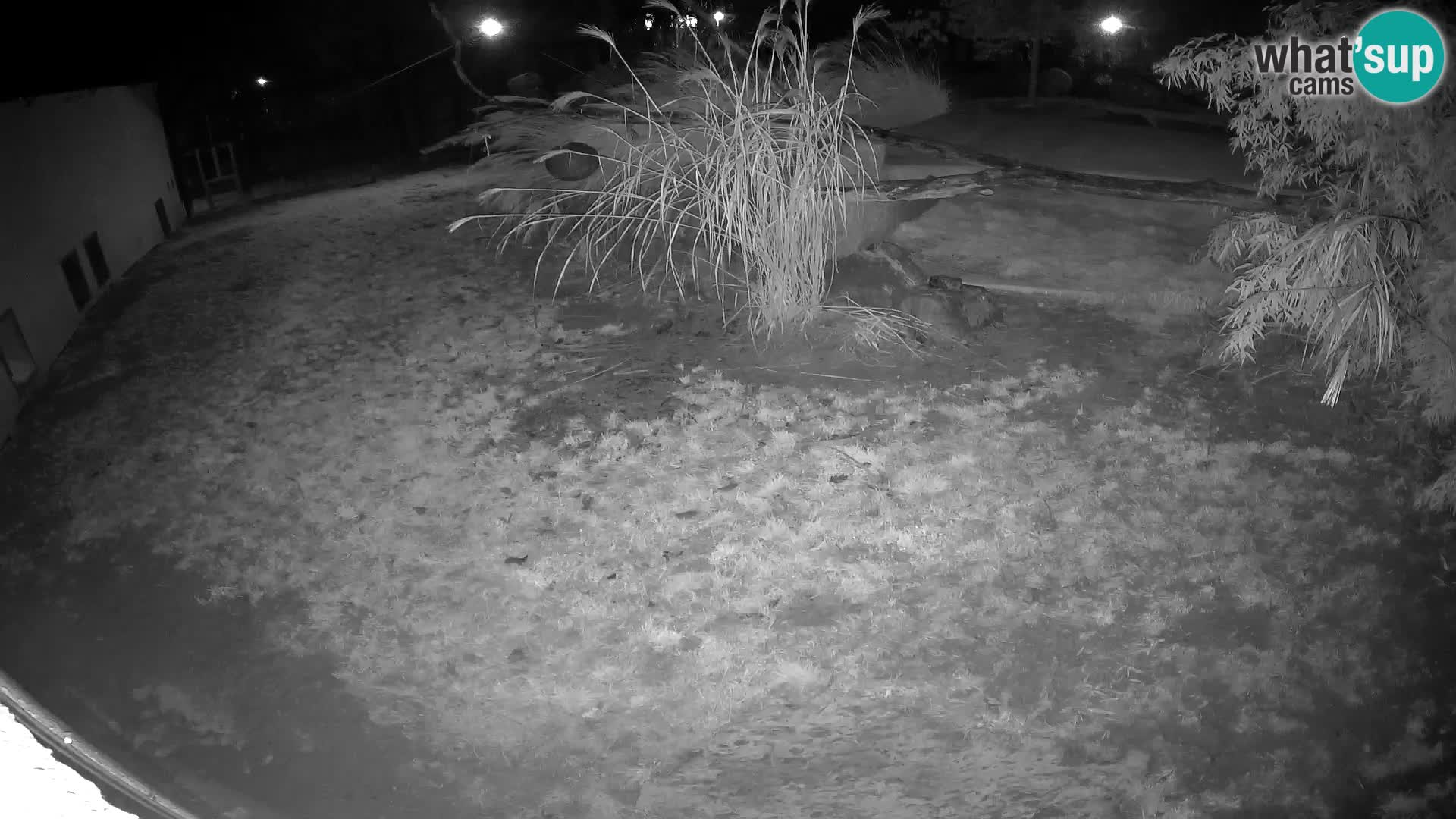 LION live Webcam in Ljubljana Zoo – Slovenia