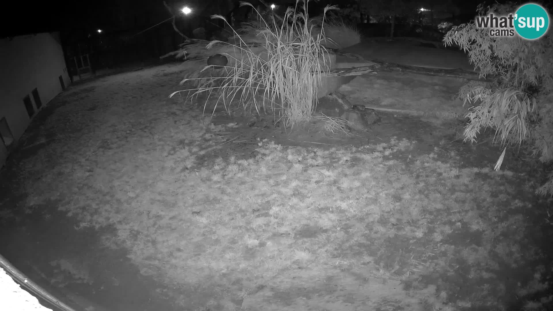 LEON Webcam en vivo en Ljubljana Zoo – Eslovenia