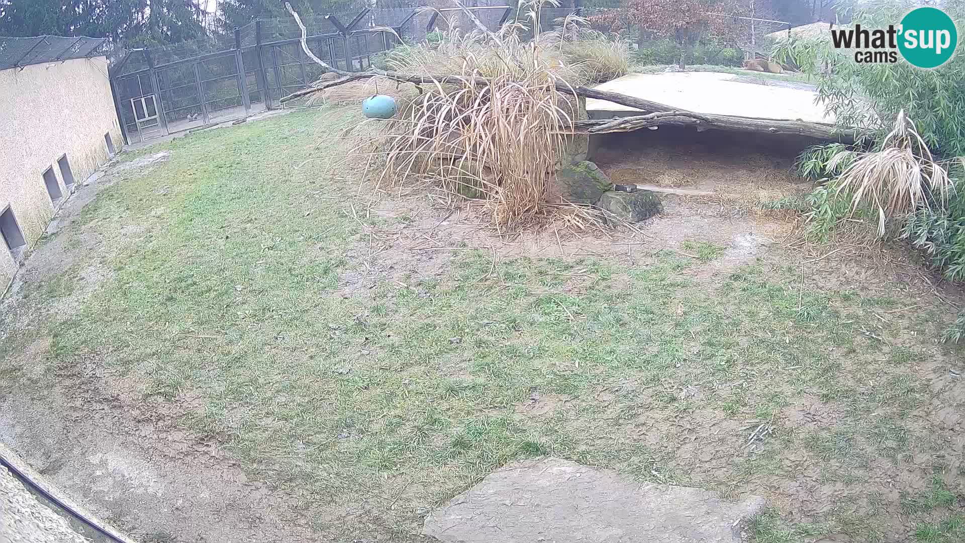 LION live Webcam in Ljubljana Zoo – Slovenia
