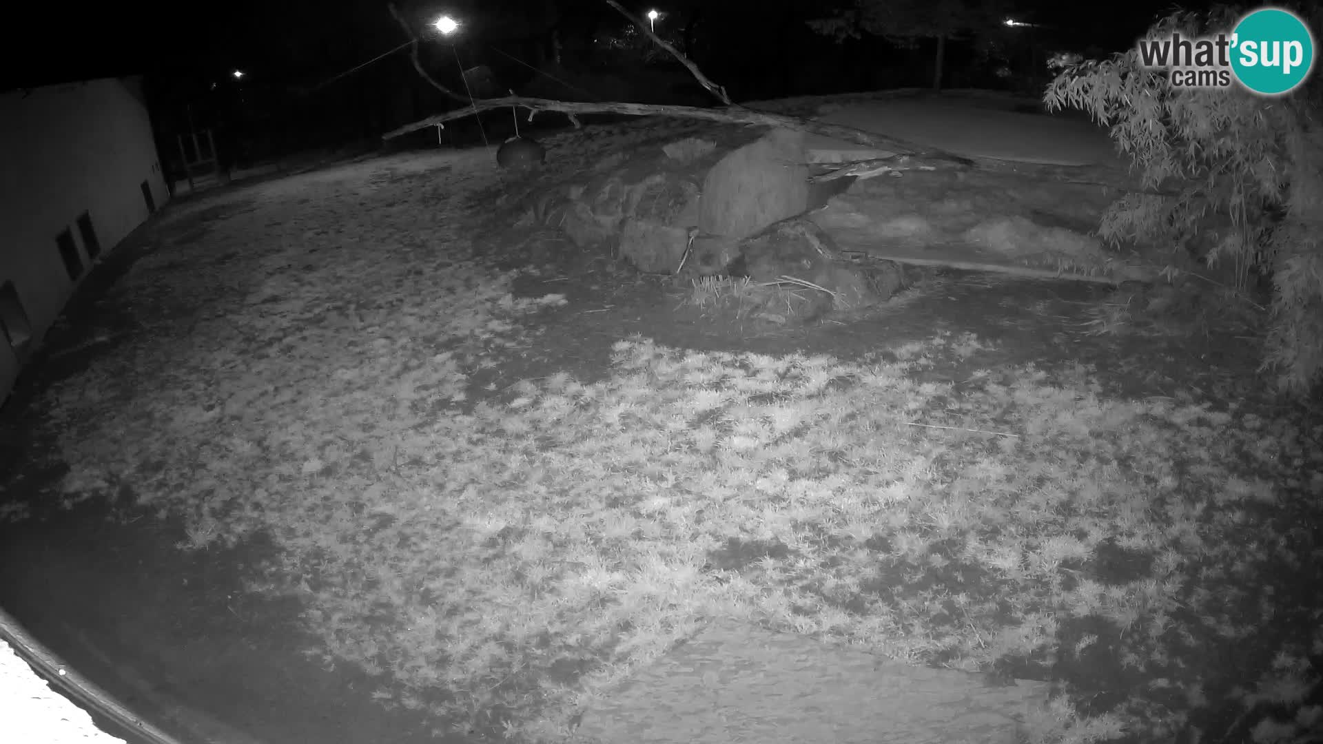 Lavovi web kamera uživo u ljubljanskom zoološkom vrtu – Slovenija