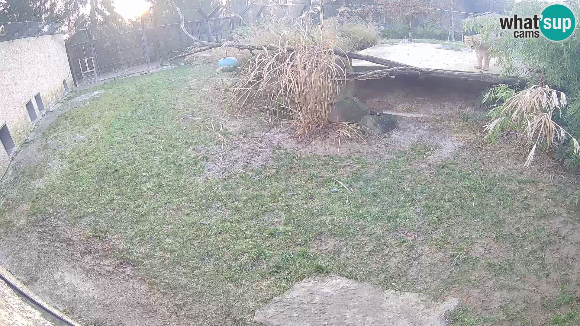 LION live Webcam in Ljubljana Zoo – Slovenia