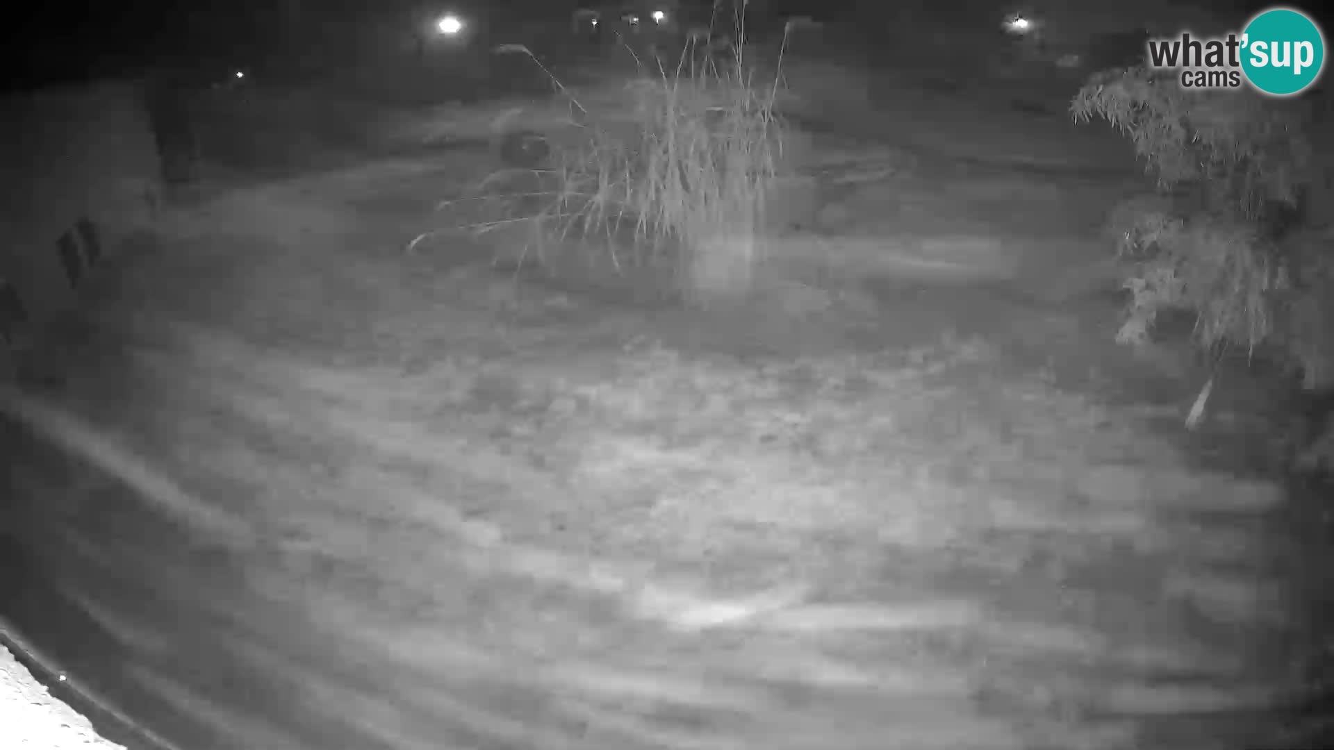 LION webcam en direct du zoo de Ljubljana – Slovénie