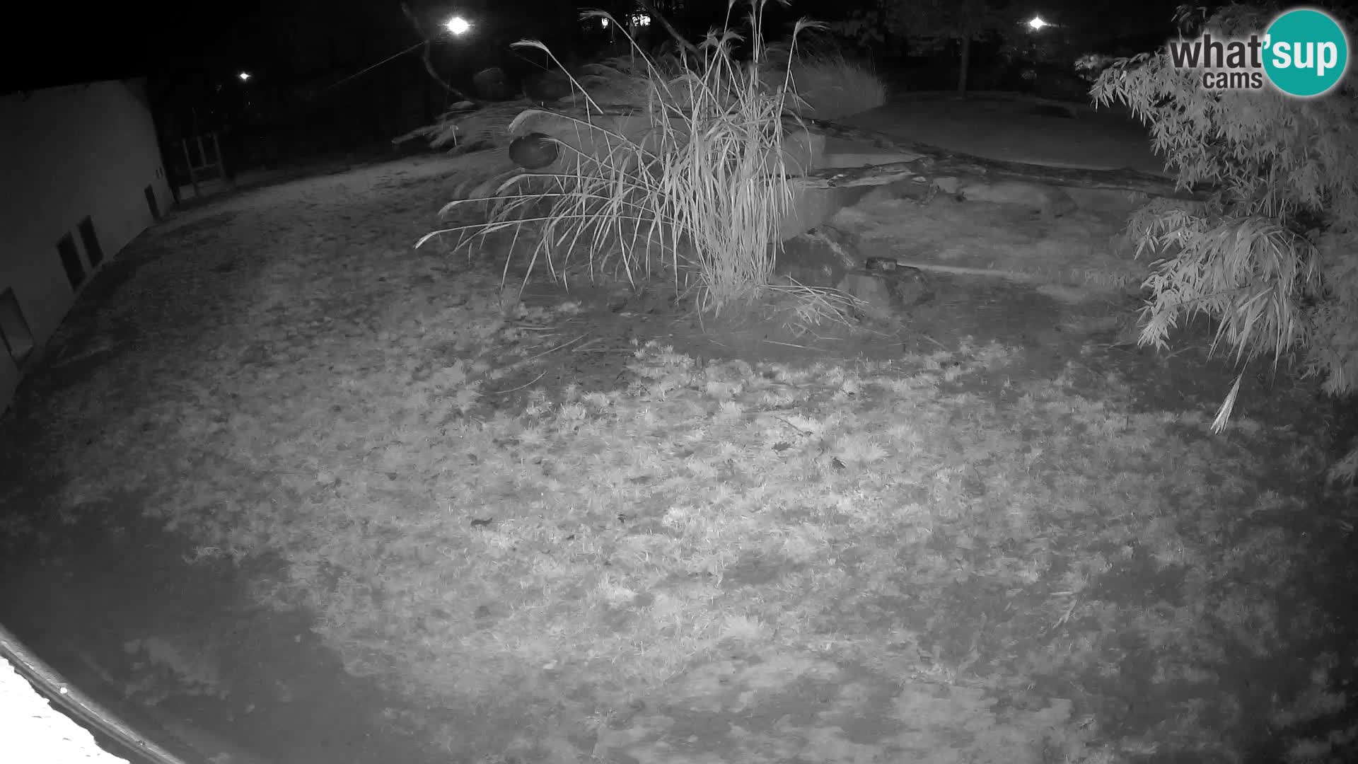 LEON Webcam en vivo en Ljubljana Zoo – Eslovenia