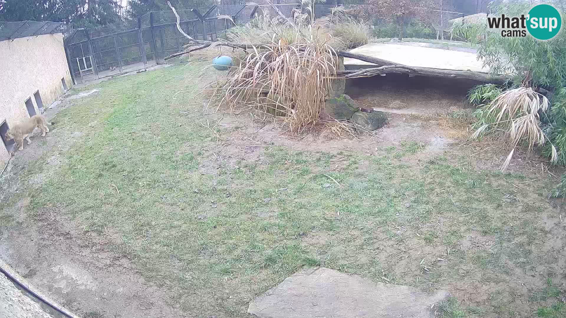LION live Webcam in Ljubljana Zoo – Slovenia