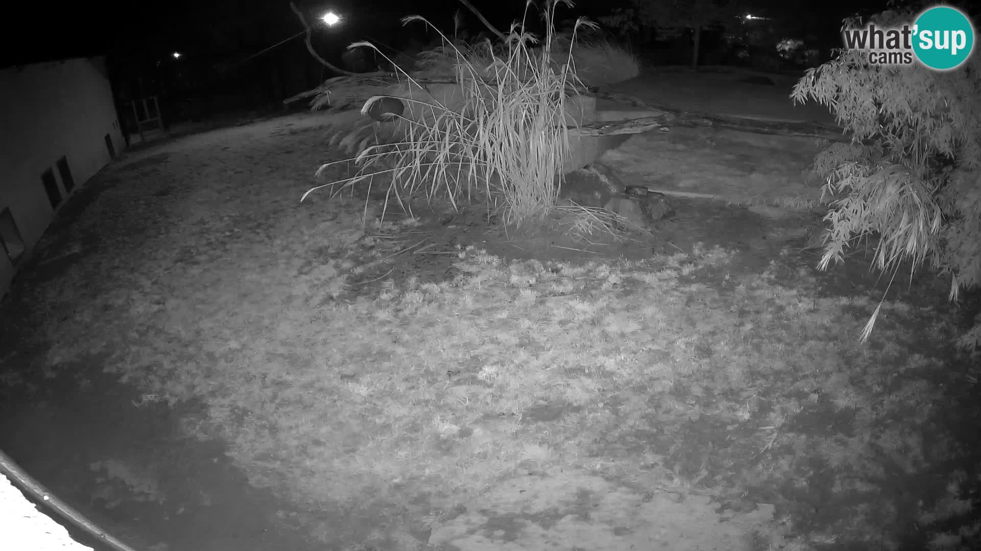 LION live Webcam in Ljubljana Zoo – Slovenia