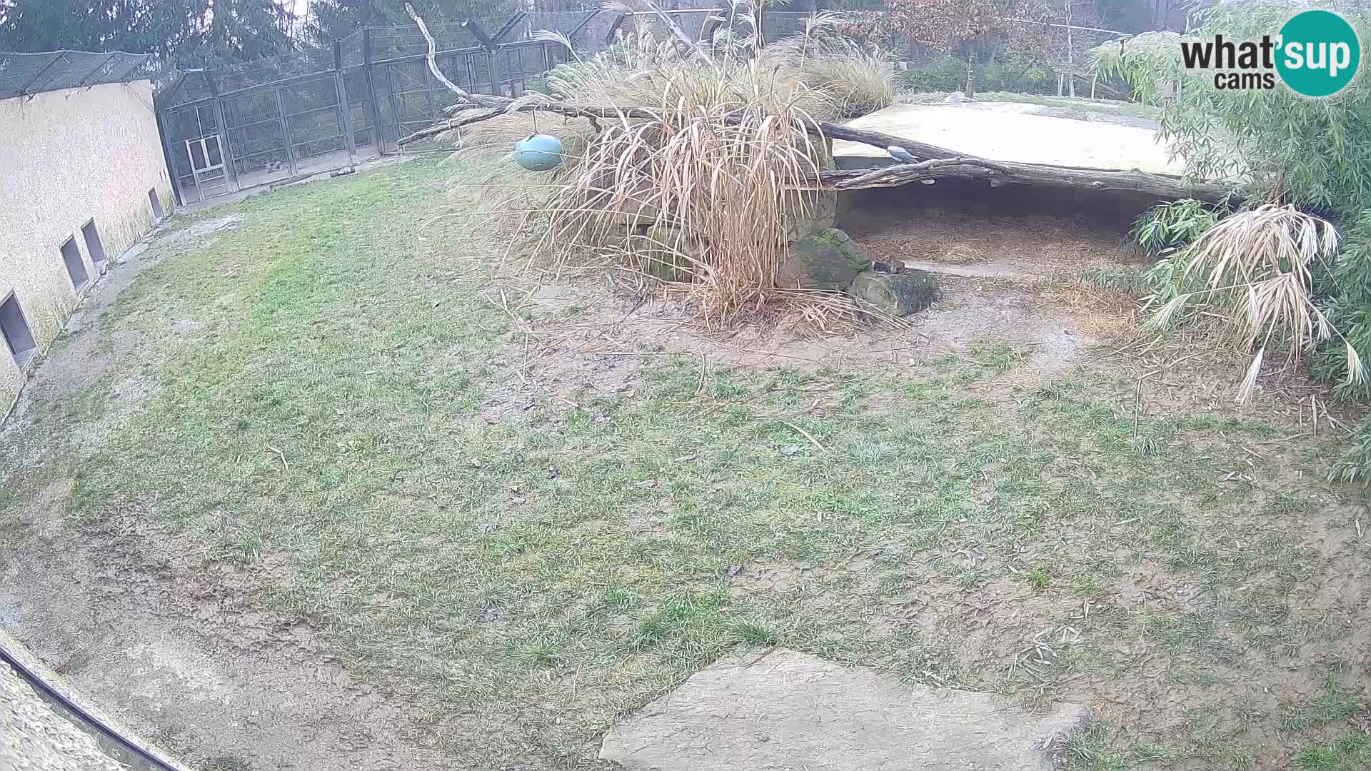 Löwe live Webcam im Zoo von Ljubljana – Slowenien
