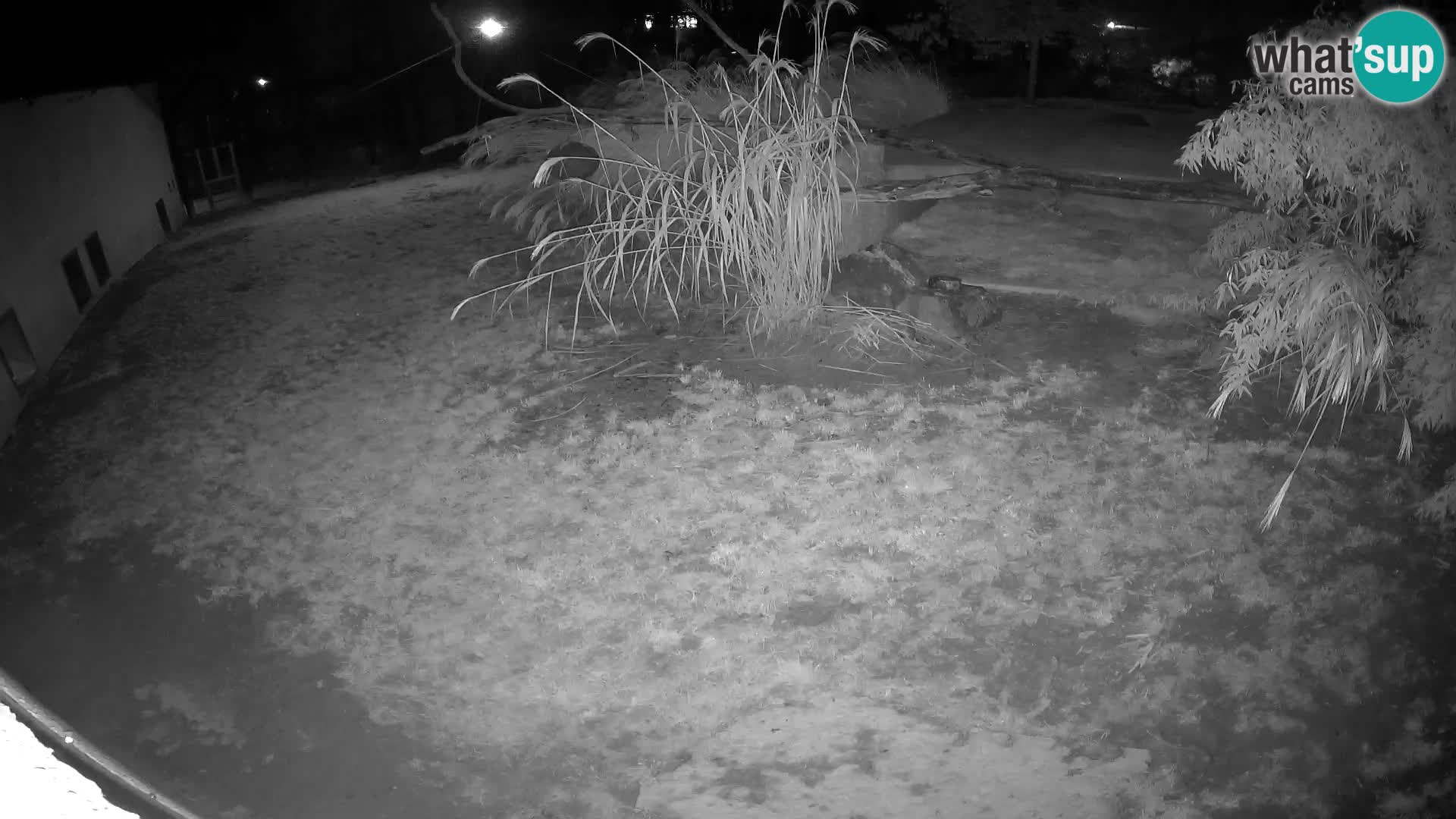 Löwe live Webcam im Zoo von Ljubljana – Slowenien