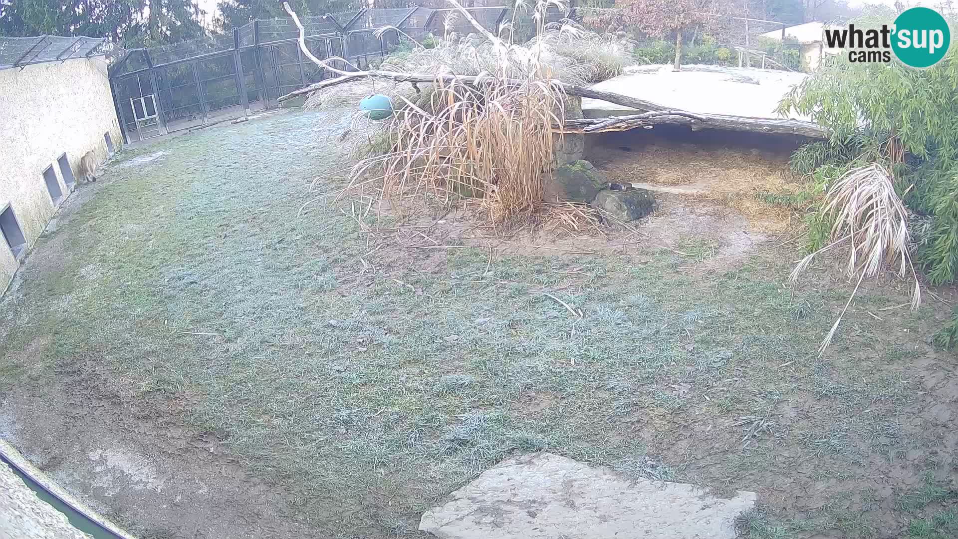 Löwe live Webcam im Zoo von Ljubljana – Slowenien