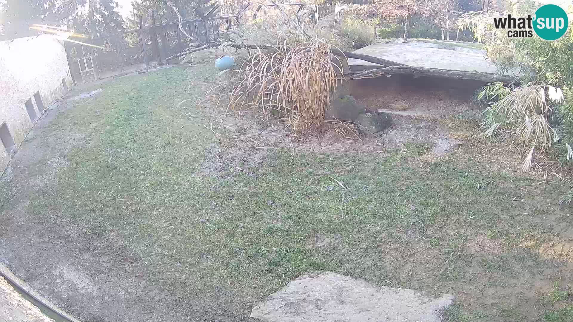 LEVI spletna kamera v živalskem vrtu Ljubljana Zoo