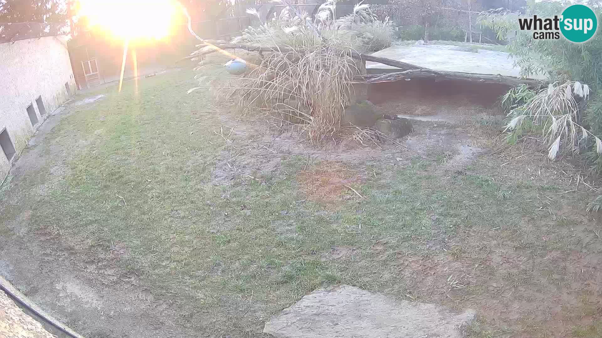 LEON Webcam en vivo en Ljubljana Zoo – Eslovenia