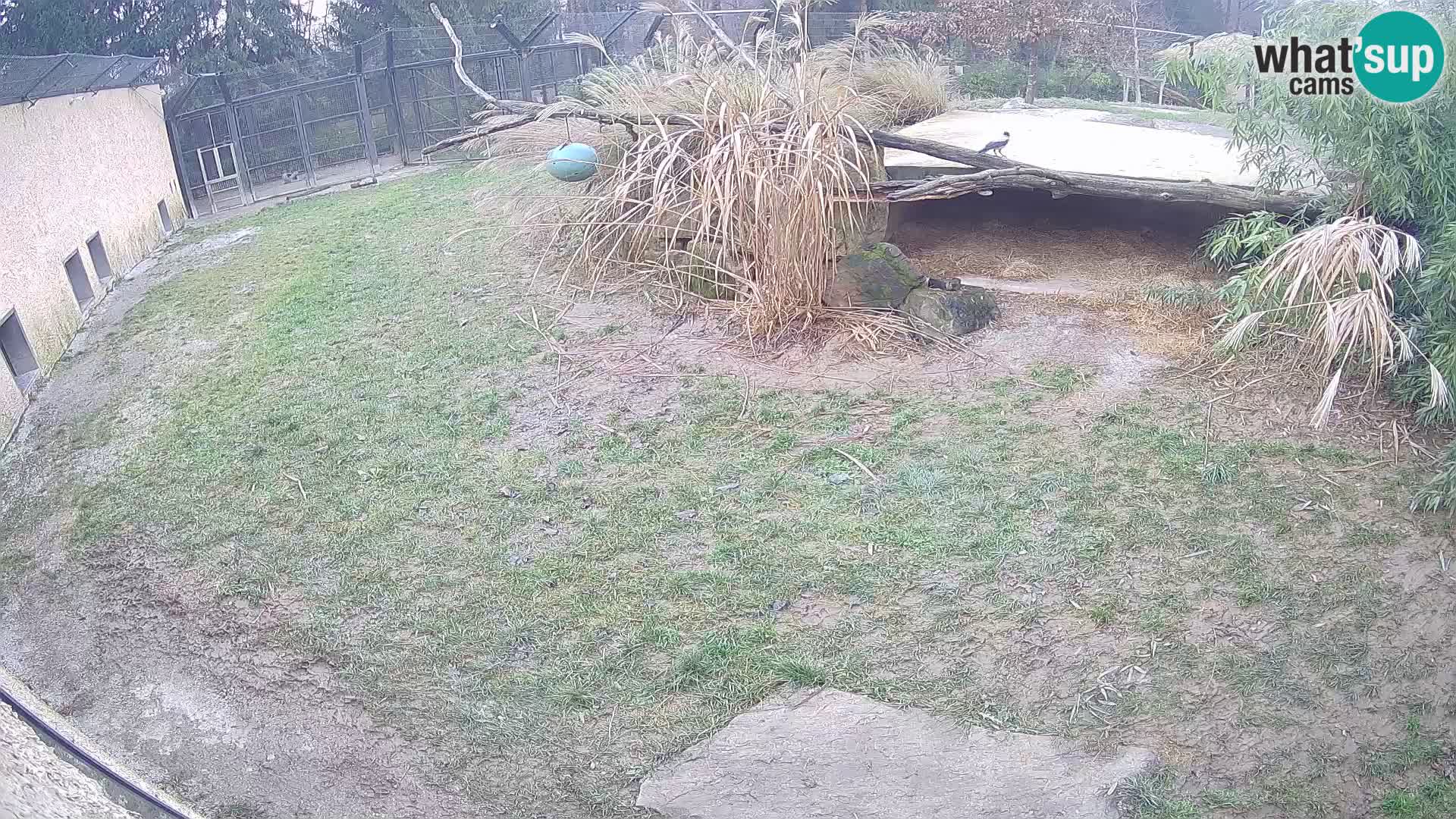 LION webcam en direct du zoo de Ljubljana – Slovénie