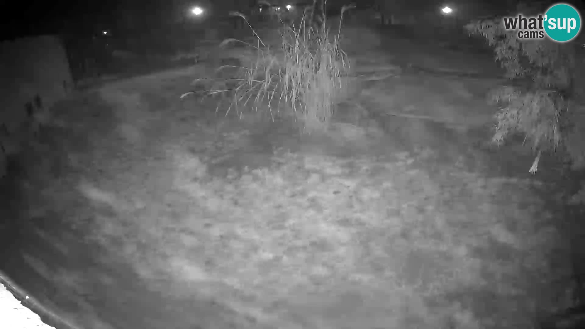 Lavovi web kamera uživo u ljubljanskom zoološkom vrtu – Slovenija