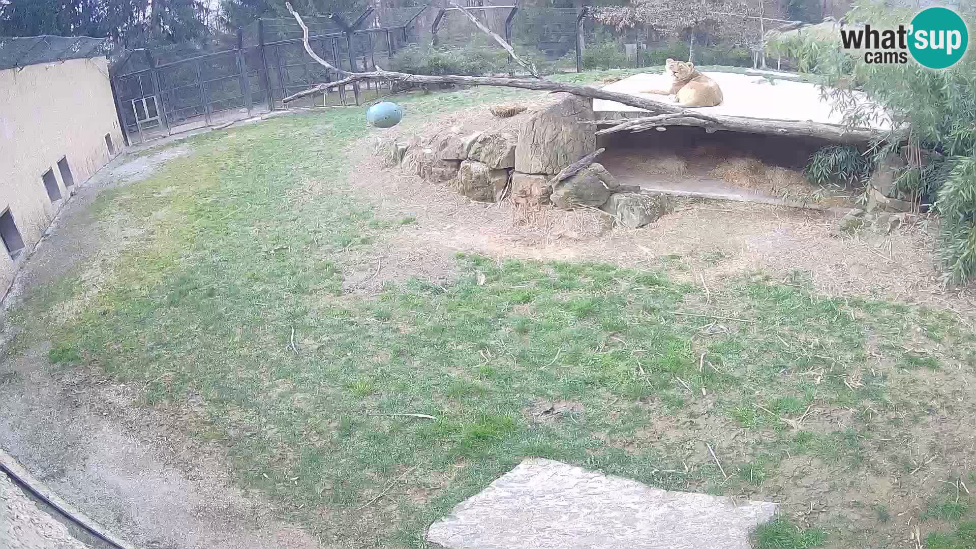 Löwe live Webcam im Zoo von Ljubljana – Slowenien
