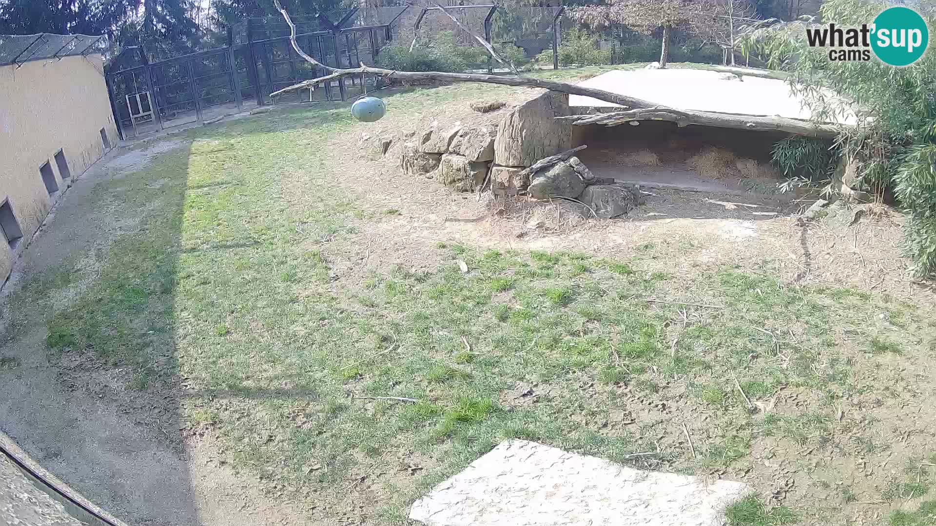 LEON Webcam en vivo en Ljubljana Zoo – Eslovenia