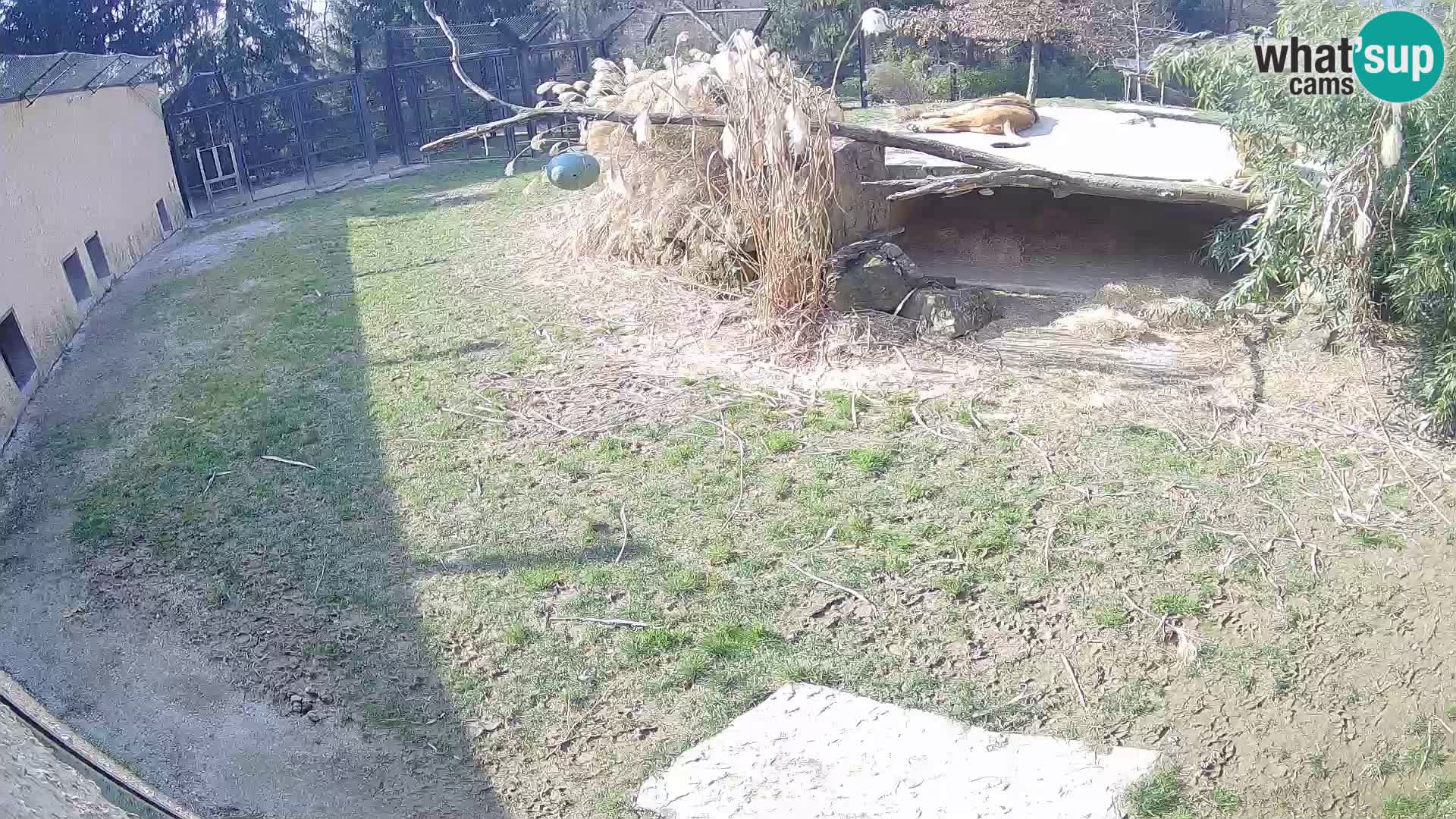 Löwe live Webcam im Zoo von Ljubljana – Slowenien