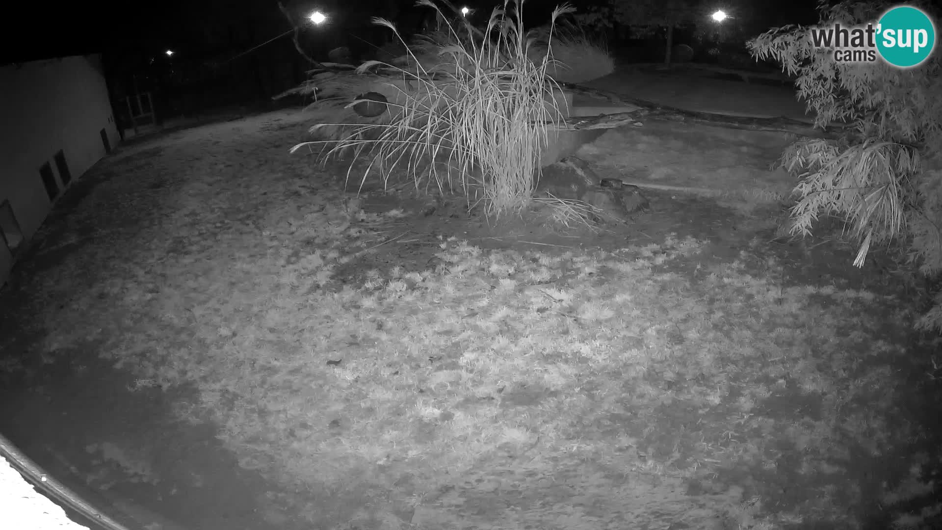 LION live Webcam in Ljubljana Zoo – Slovenia