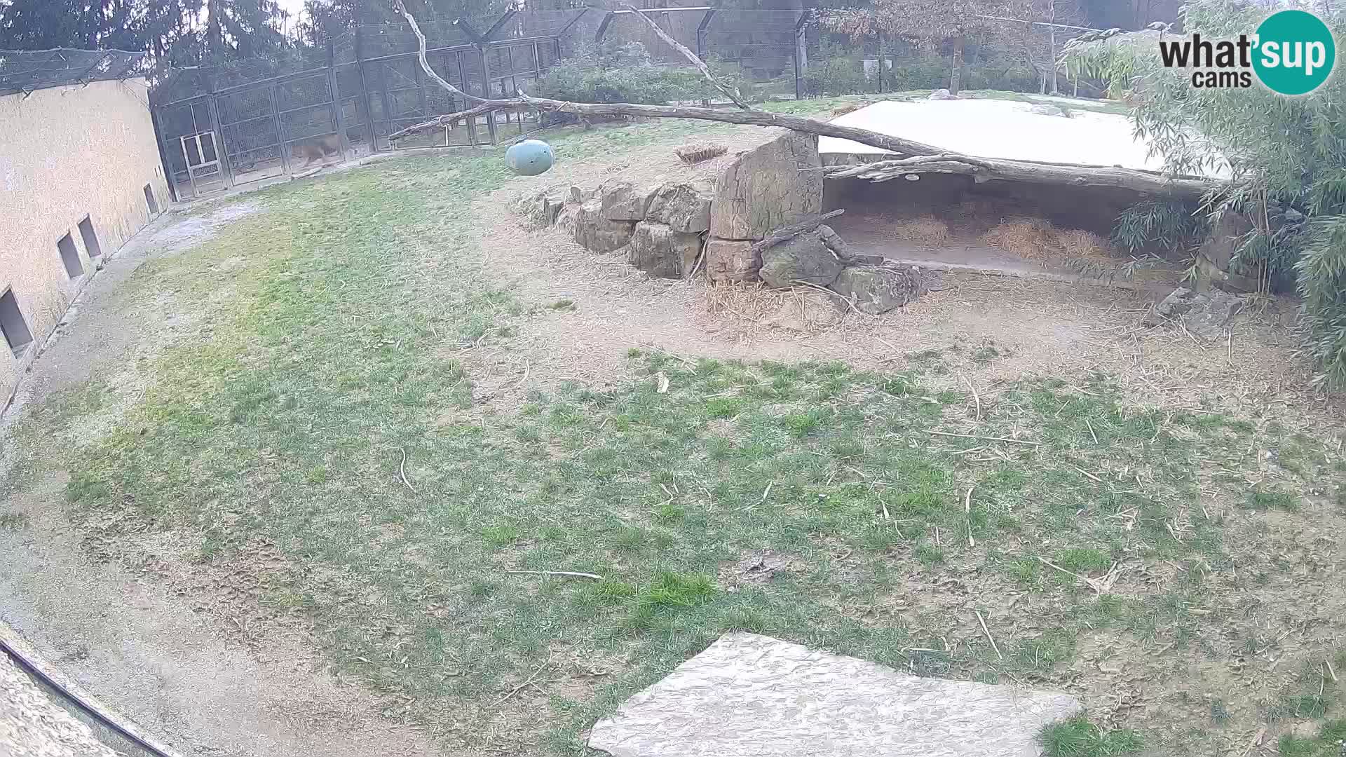 Lavovi web kamera uživo u ljubljanskom zoološkom vrtu – Slovenija