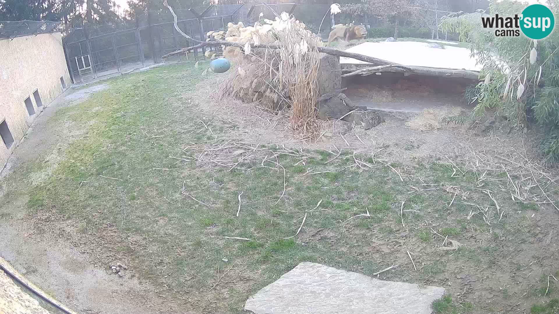 LEON Webcam en vivo en Ljubljana Zoo – Eslovenia
