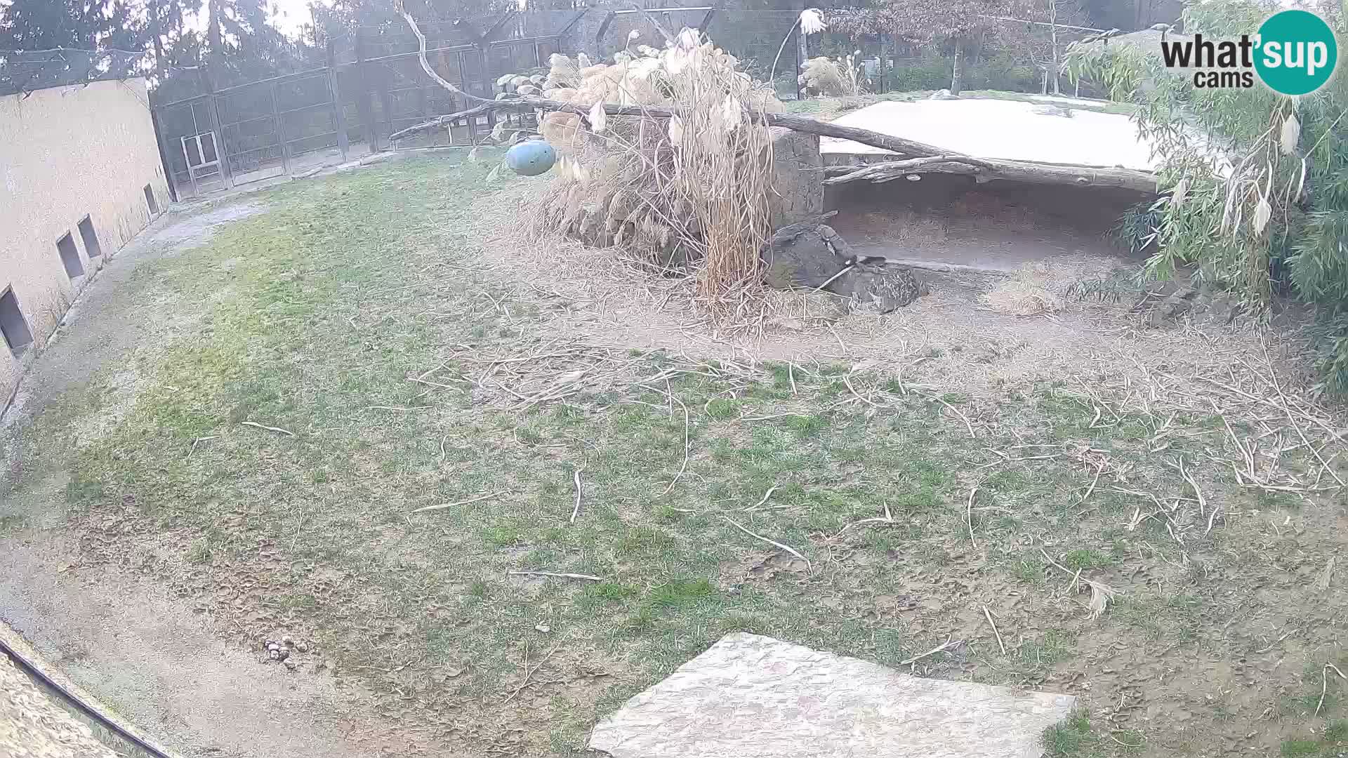 LEVI spletna kamera v živalskem vrtu Ljubljana Zoo