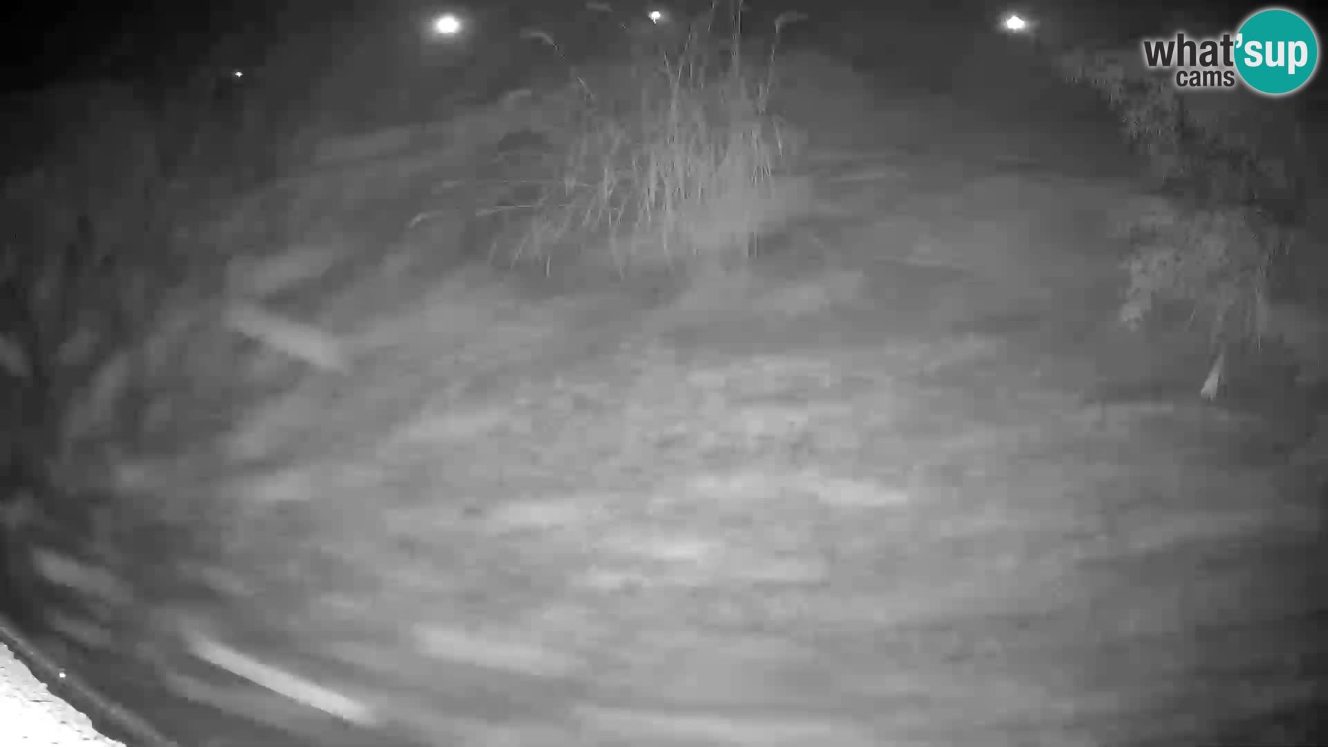 Lavovi web kamera uživo u ljubljanskom zoološkom vrtu – Slovenija