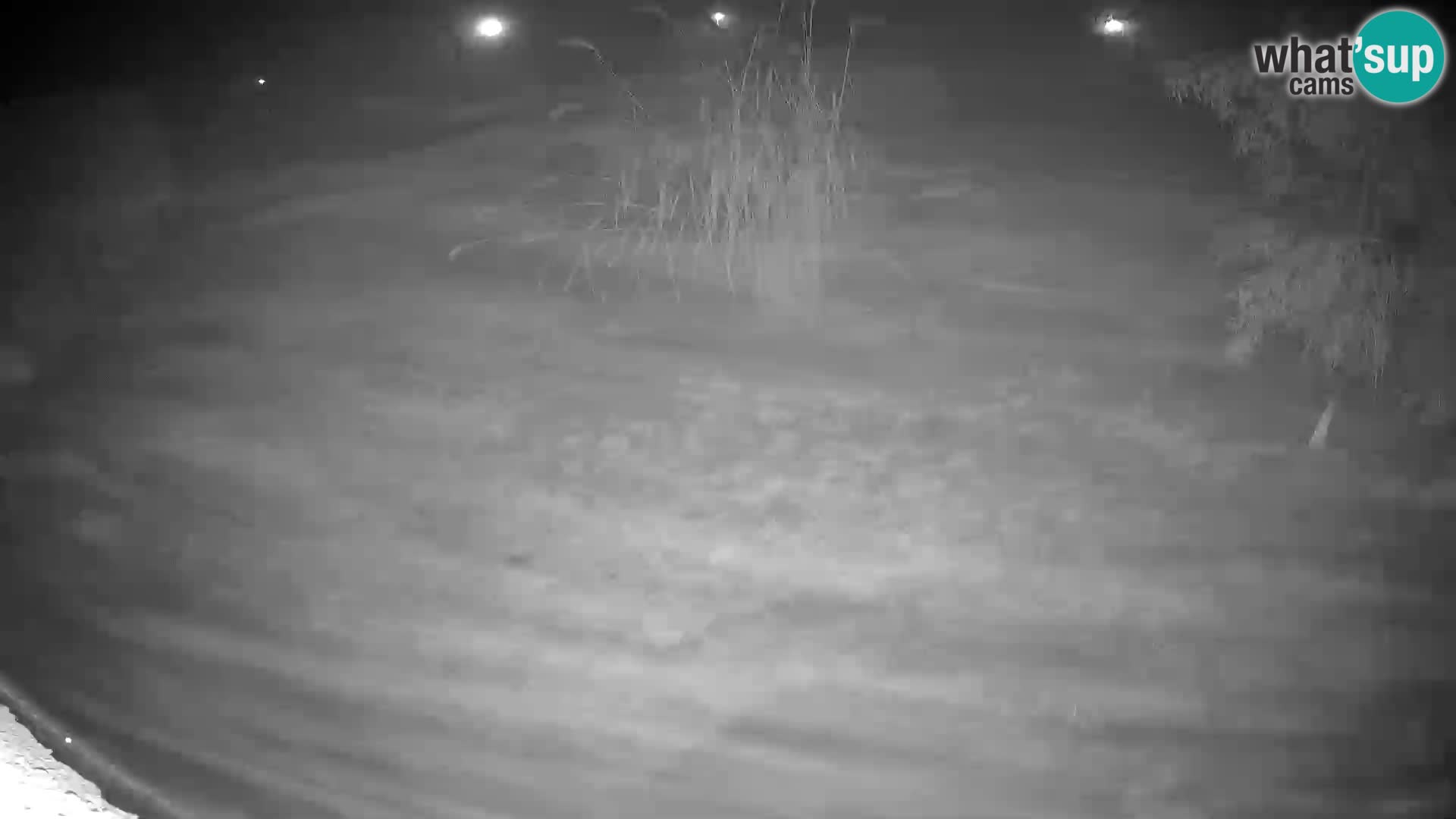 LEON Webcam en vivo en Ljubljana Zoo – Eslovenia