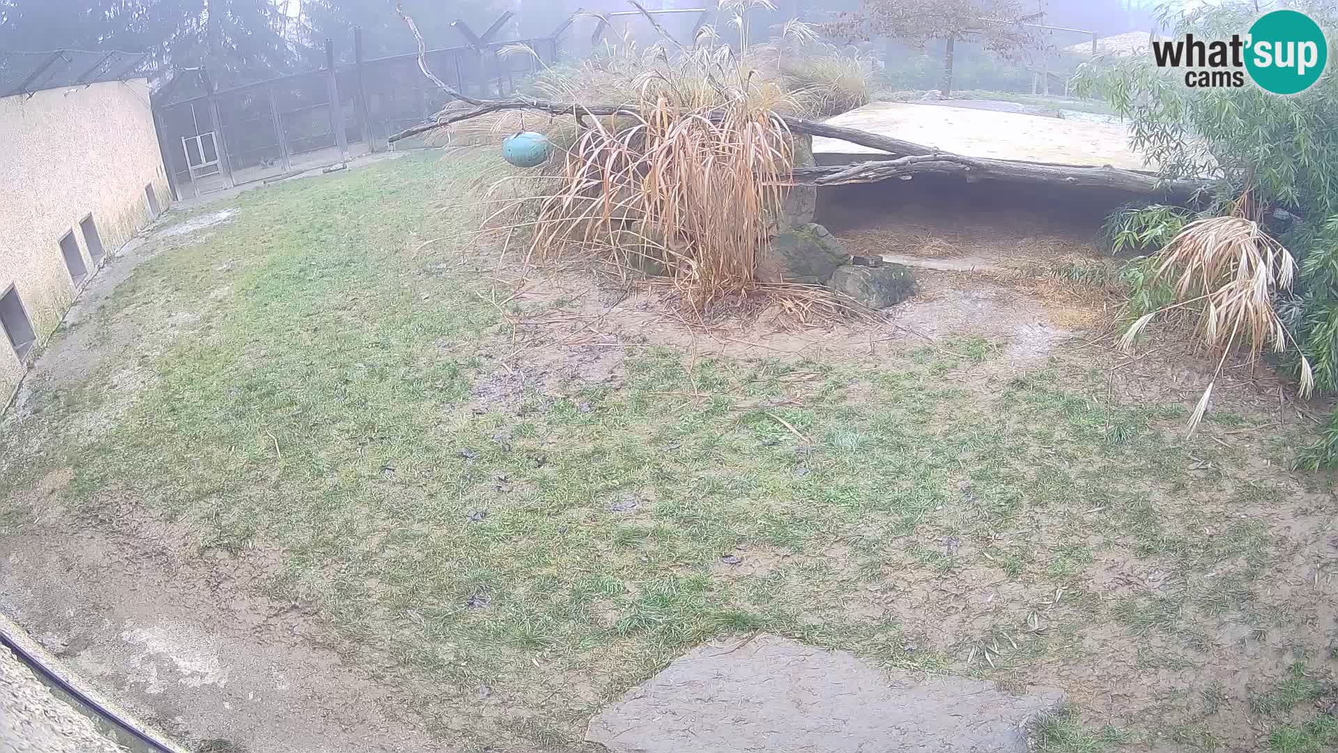 LEVI spletna kamera v živalskem vrtu Ljubljana Zoo